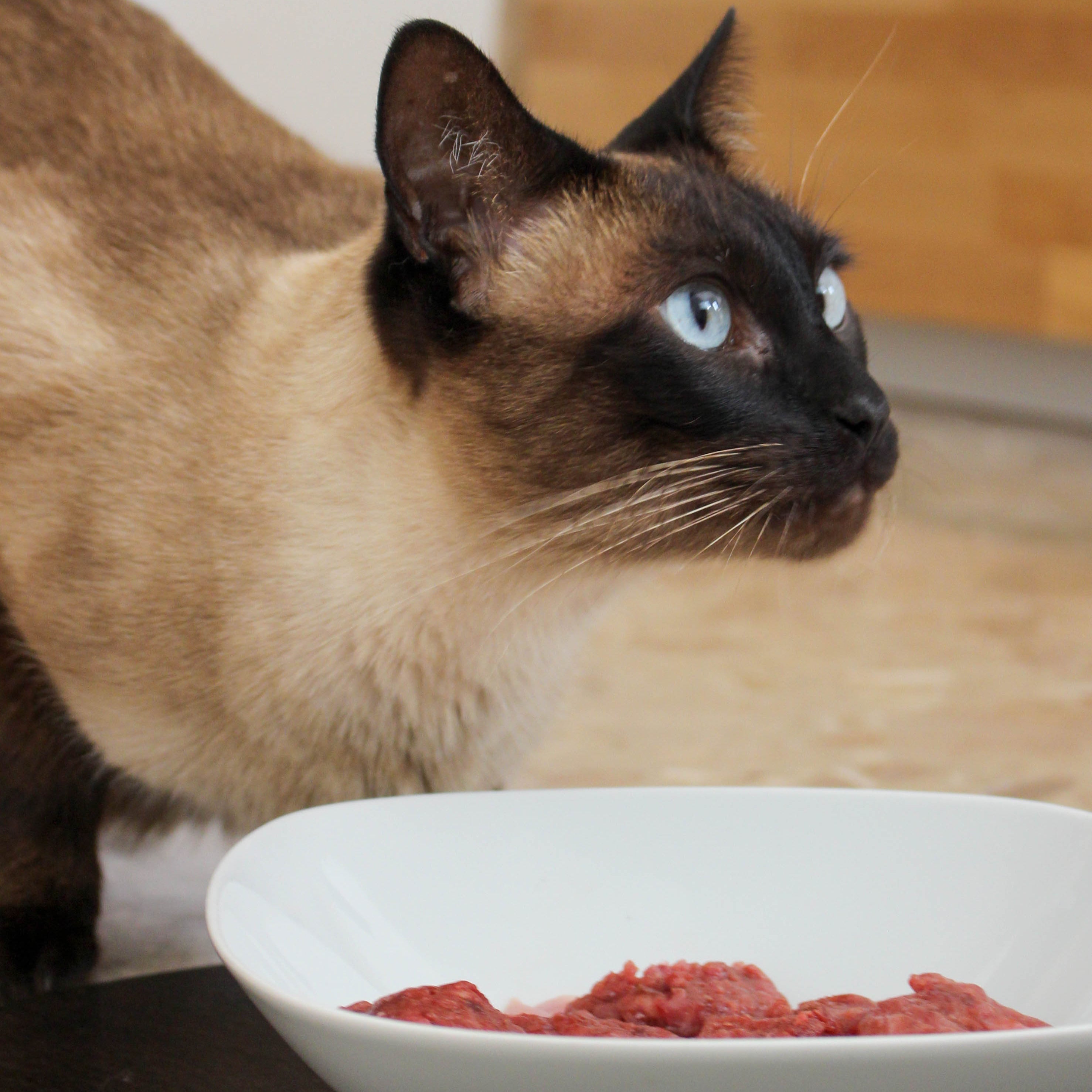 Menù completi BARF per Gatti