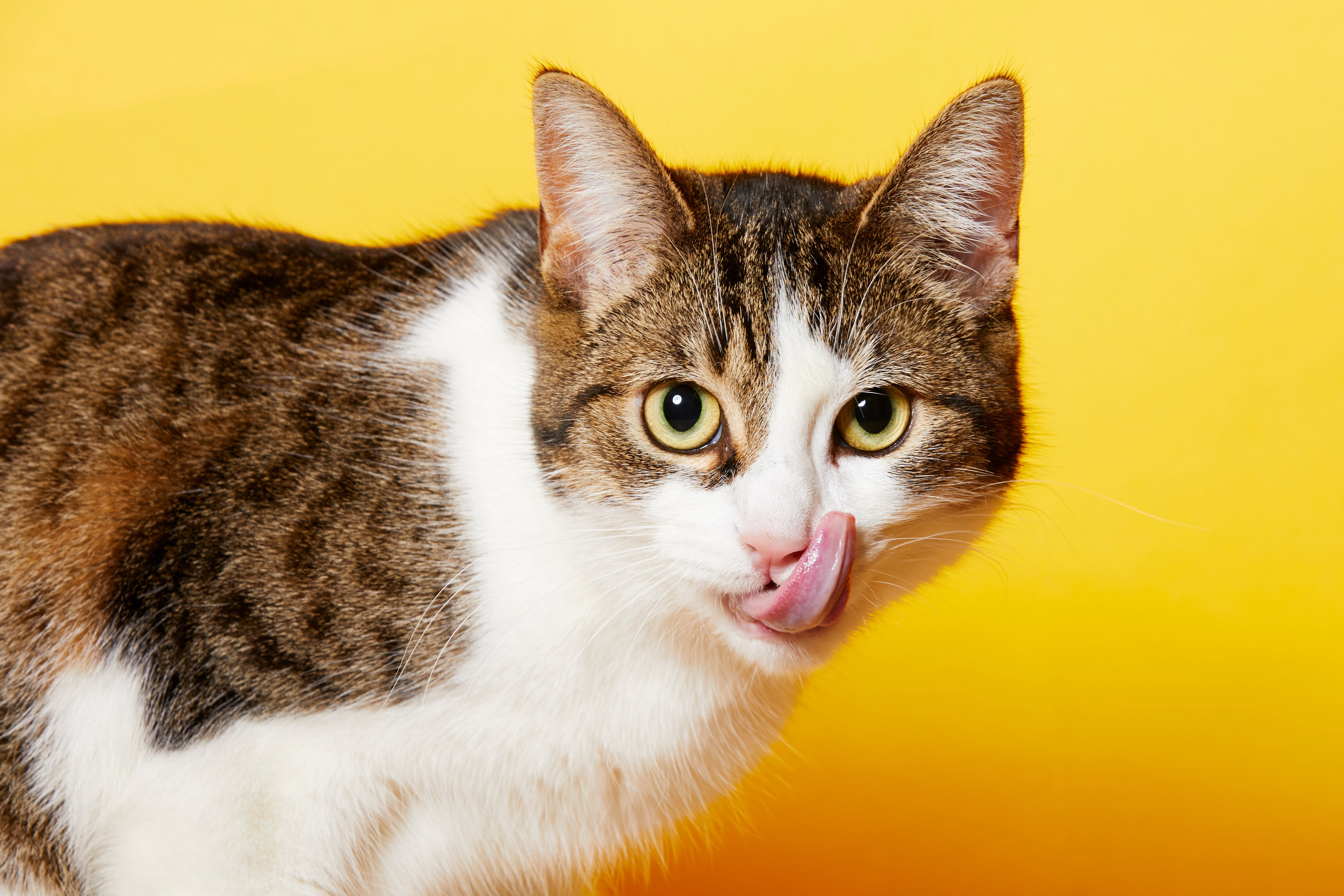 Snacks & Masticativi per Gatti